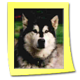 Rec (A) Bright Northern Star Over Vale And Dale dite Betty
