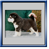 Cliquer sur l'image