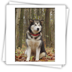 Classe Jeune Femelle - Excellent - Damyka de la Terre d'Astr�e