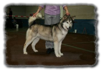CH Bright Northern Star's Vintuka